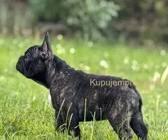 Francuski Buldog VRHUNSKO štene