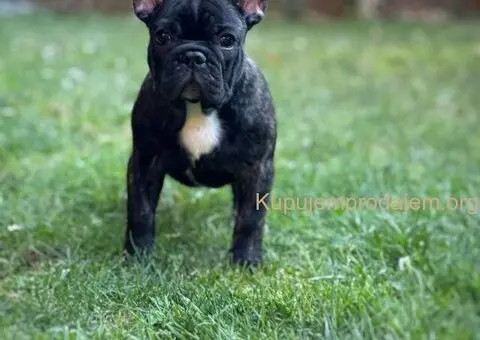 Francuski Buldog VRHUNSKO štene - 4/5
