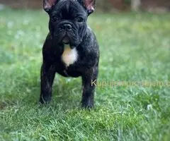 Francuski Buldog VRHUNSKO štene