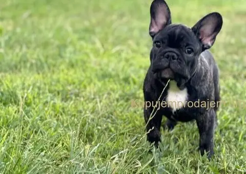 Francuski Buldog VRHUNSKO štene - 5/5