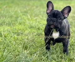 Francuski Buldog VRHUNSKO štene