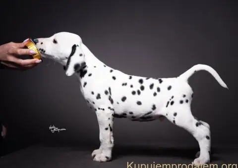 Dalmatinski pas, vrhunski štenci - 1/5