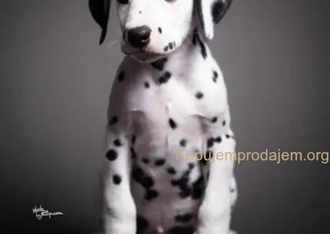 Dalmatinski pas, vrhunski štenci - 2/5