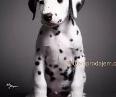 Dalmatinski pas, vrhunski štenci