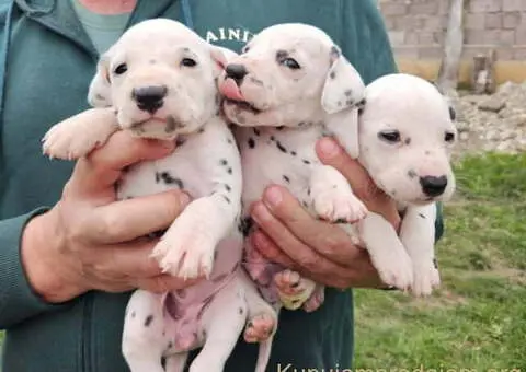 Dalmatinski pas, vrhunski štenci - 3/5