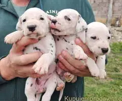 Dalmatinski pas, vrhunski štenci