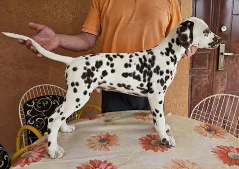 Dalmatinski pas, vrhunski štenci - 4/5