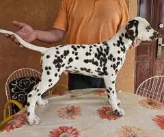 Dalmatinski pas, vrhunski štenci