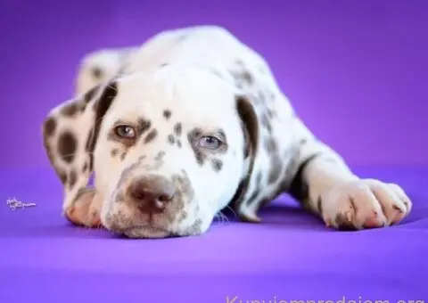 Dalmatinski pas, vrhunski štenci - 5/5