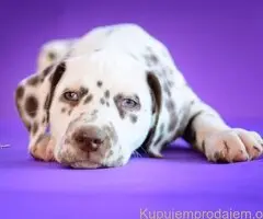 Dalmatinski pas, vrhunski štenci