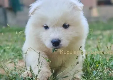 U ponudi mužjak SAMOJEDA - 1/4