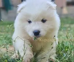 U ponudi mužjak SAMOJEDA
