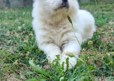 U ponudi mužjak SAMOJEDA - 2/4