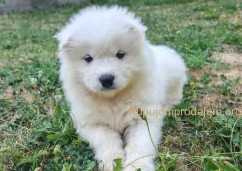 U ponudi mužjak SAMOJEDA - 3/4