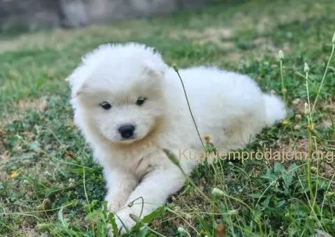 U ponudi mužjak SAMOJEDA - 4/4