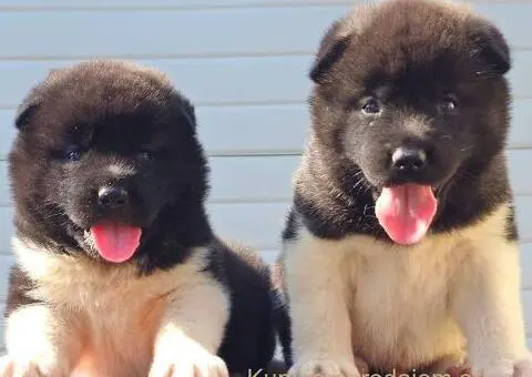 Američka Akita, vrhunski štenci - 1/11