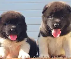 Američka Akita, vrhunski štenci