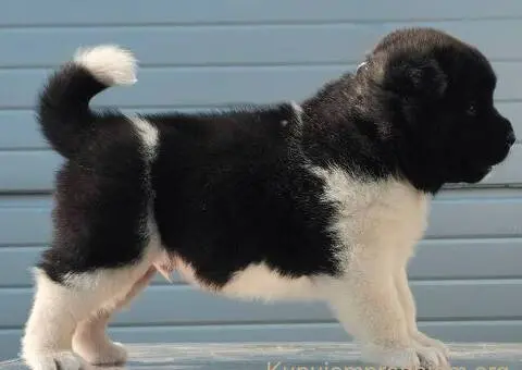 Američka Akita, vrhunski štenci - 2/11