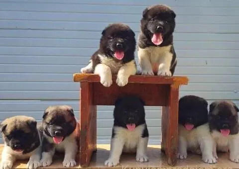 Američka Akita, vrhunski štenci - 3/11