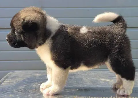 Američka Akita, vrhunski štenci - 4/11