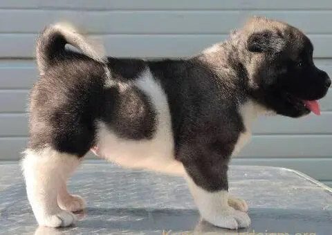 Američka Akita, vrhunski štenci - 5/11