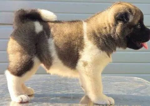 Američka Akita, vrhunski štenci - 6/11