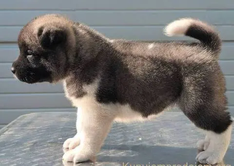 Američka Akita, vrhunski štenci - 7/11