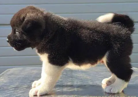 Američka Akita, vrhunski štenci - 8/11