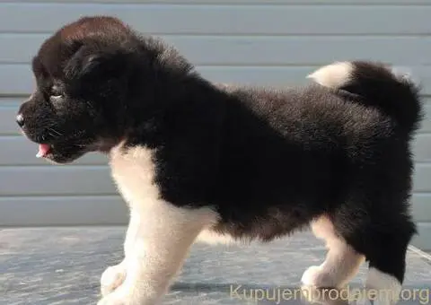 Američka Akita, vrhunski štenci - 9/11