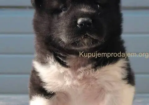 Američka Akita, vrhunski štenci - 10/11