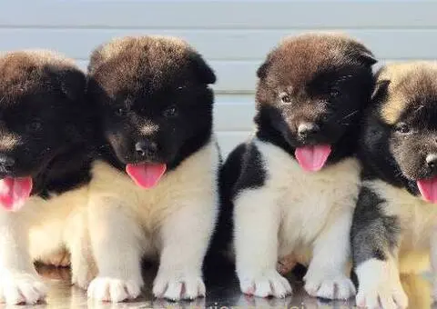 Američka Akita, vrhunski štenci - 11/11