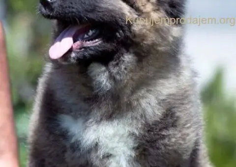 Kavkaski ovčar prelepi štenci - 1/8