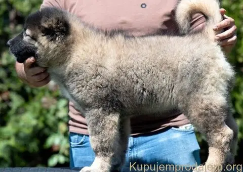 Kavkaski ovčar prelepi štenci - 4/8