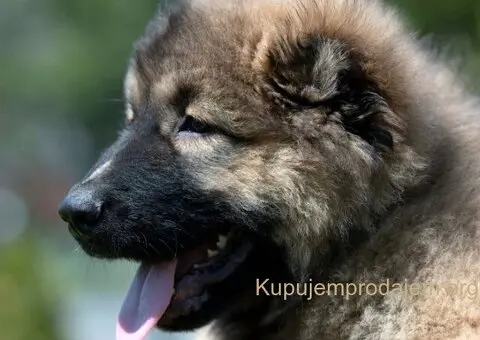 Kavkaski ovčar prelepi štenci - 5/8