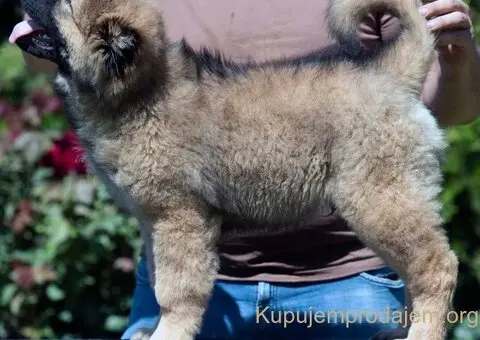 Kavkaski ovčar prelepi štenci - 7/8