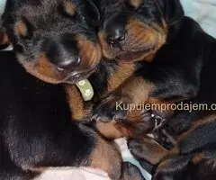 Doberman štenci