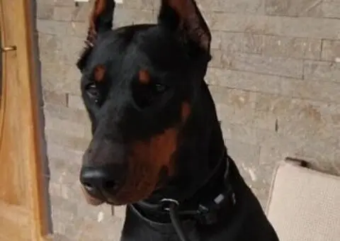 Doberman štenci - 2/12
