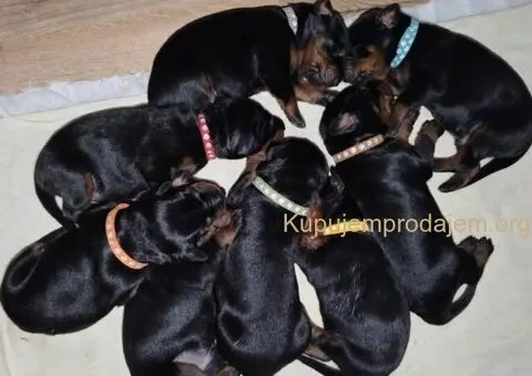 Doberman štenci - 8/12