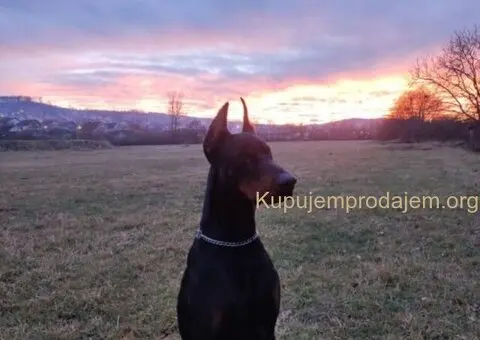 Doberman štenci - 9/12