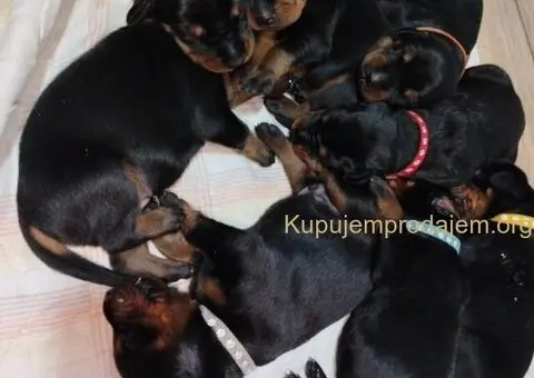 Doberman štenci - 10/12