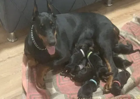 Doberman štenci - 11/12