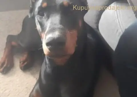 Doberman štenci - 12/12