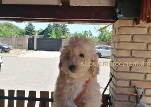 Stene patuljaste pudle - 1/5