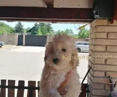 Stene patuljaste pudle