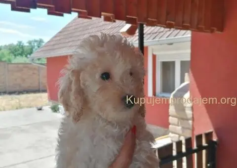 Stene patuljaste pudle - 2/5