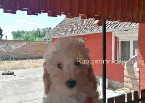 Stene patuljaste pudle - 3/5