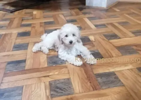 Stene patuljaste pudle - 4/5