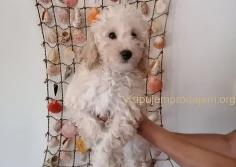 Stene patuljaste pudle - 5/5