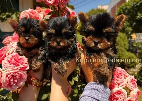 Na prodaju štenci jorkširskog terijera - 1/4