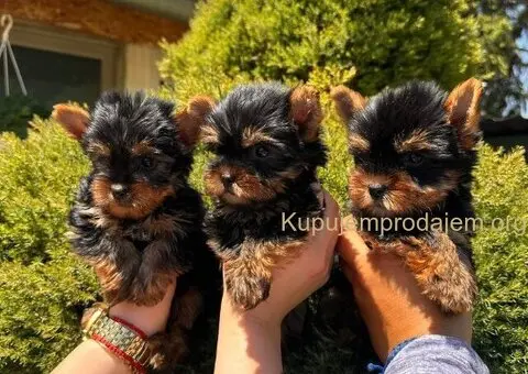 Na prodaju štenci jorkširskog terijera - 2/4